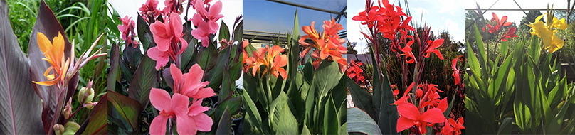 Pond plants like Canna come in a wide range of varieties with many different & fun colors for your pond ecosystem!  