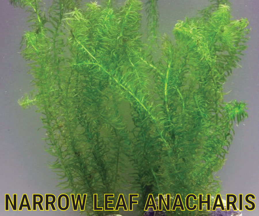 The narrow-leafed Anacharis is a submerged oxygenating pond plant that helps prevent 'pea soup' green water.