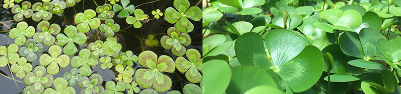 Bring a little luck to your pond with these enjoyable 4 Leaf Water Clover pond plants!
