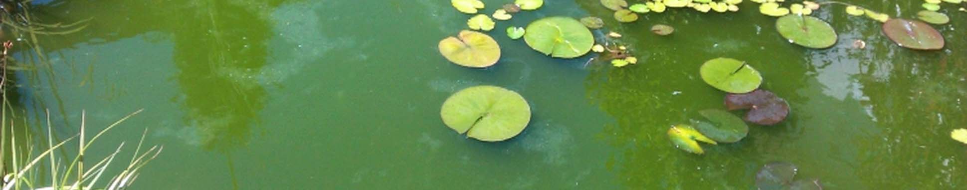 Green pond water
