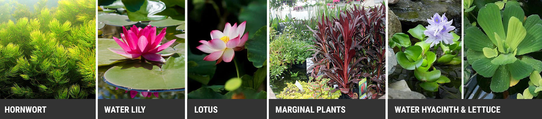 Different type of Aquatic pond Plants 