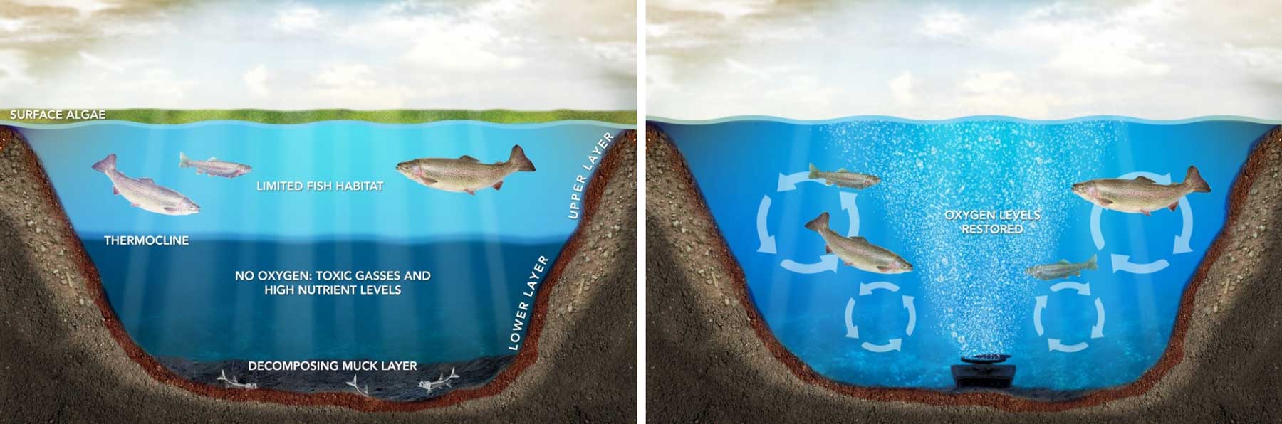 Pond water with and without aeration. Aeration is very important and help keep your pond water clean and clear.