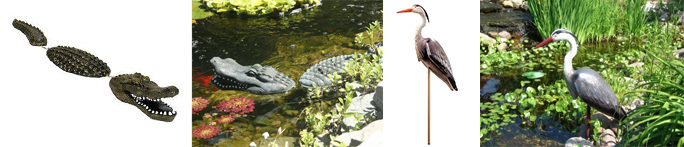 Use predator decoys like alligators and blue heron in and around your pond.
