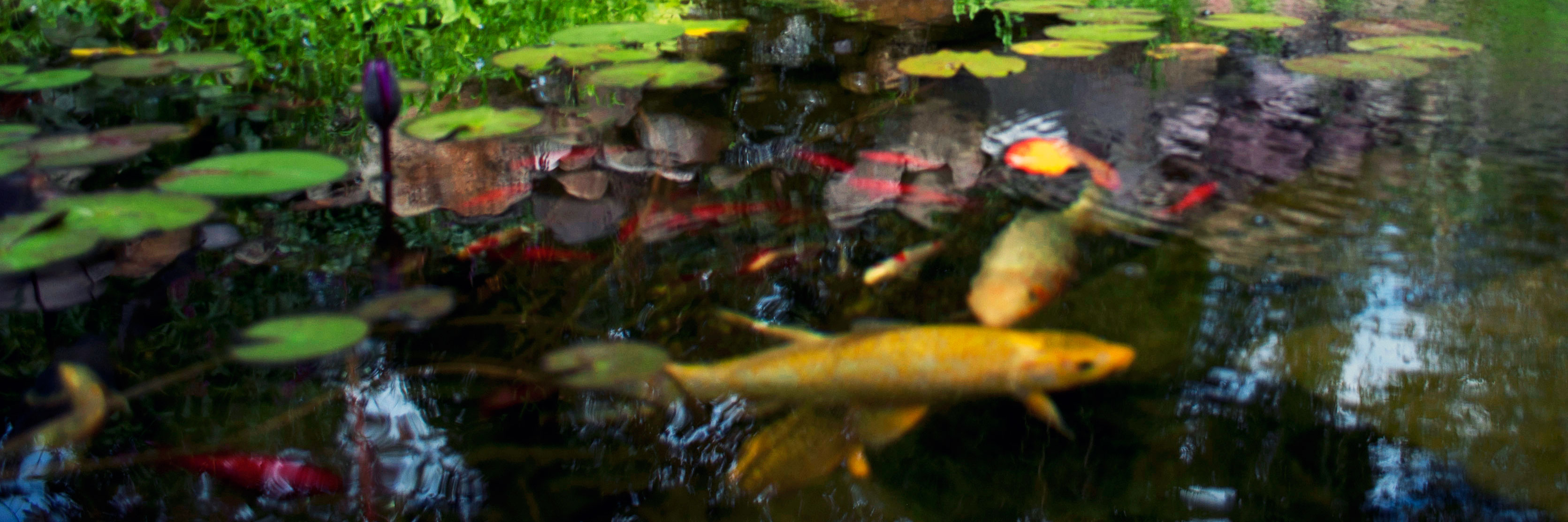 The more pond fish you have in your pond or water garden, the more fish pond algae control will be necessary.