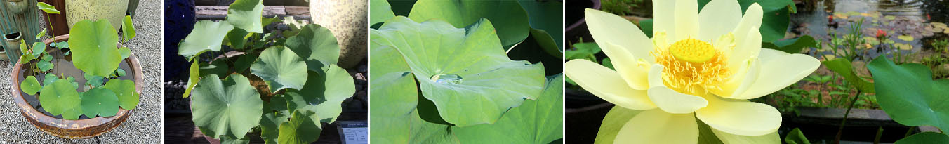 Learn how and when to Fertilize your lotus plants 