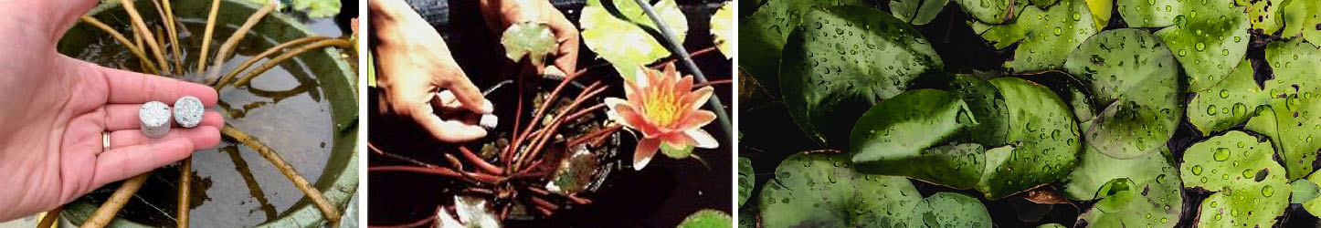 Learn how and when to Fertilize your Water Lilies 