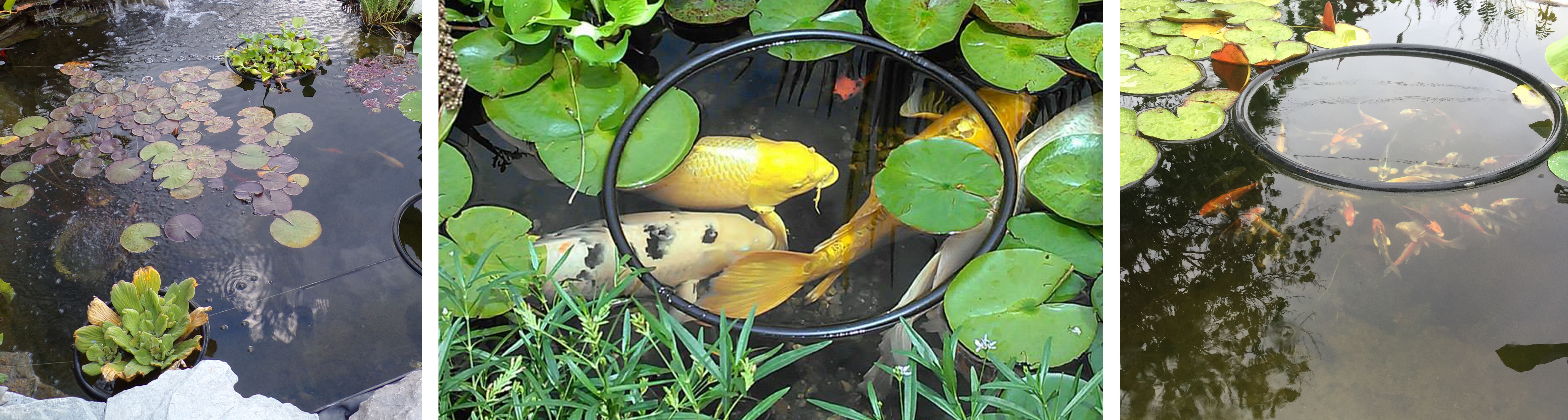 Use round floating feeder rings for feeding your pond fish or keeping your floating pond plants together and out of the skimmer box.