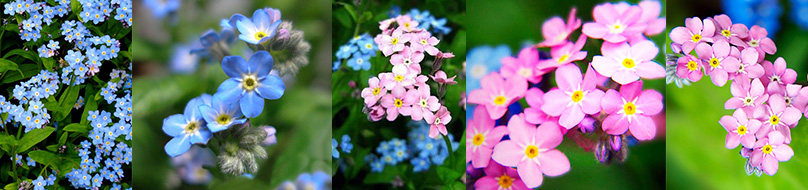 Pond plants such as Forget-Me-Nots give your pond a dash of color pretty much all Summer long! 