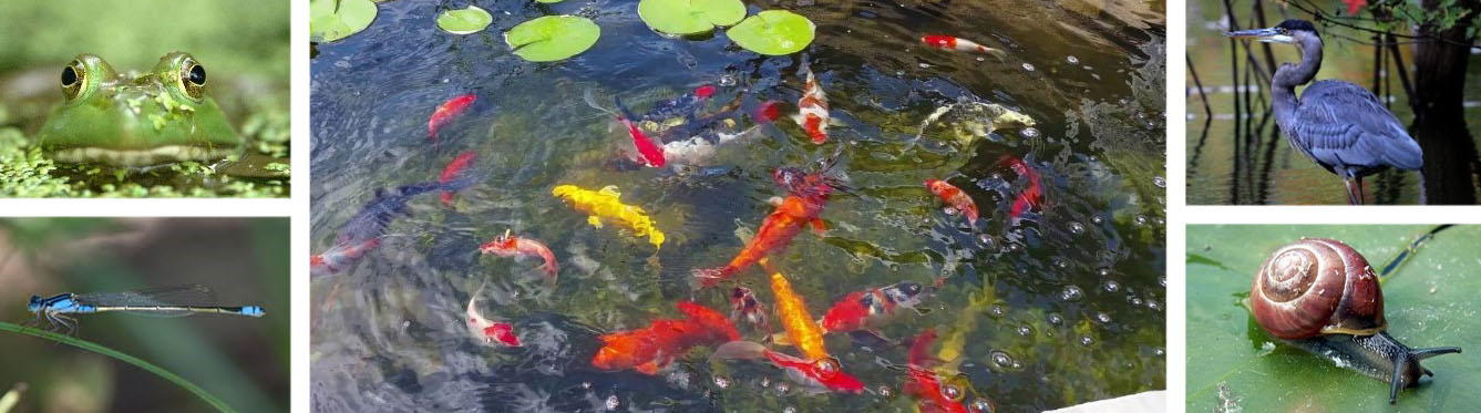 10 Best Ways To Protect Pond Fish From Predators