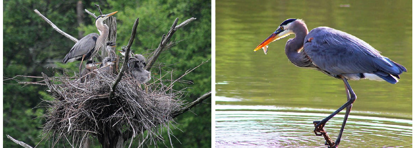 Blue heron