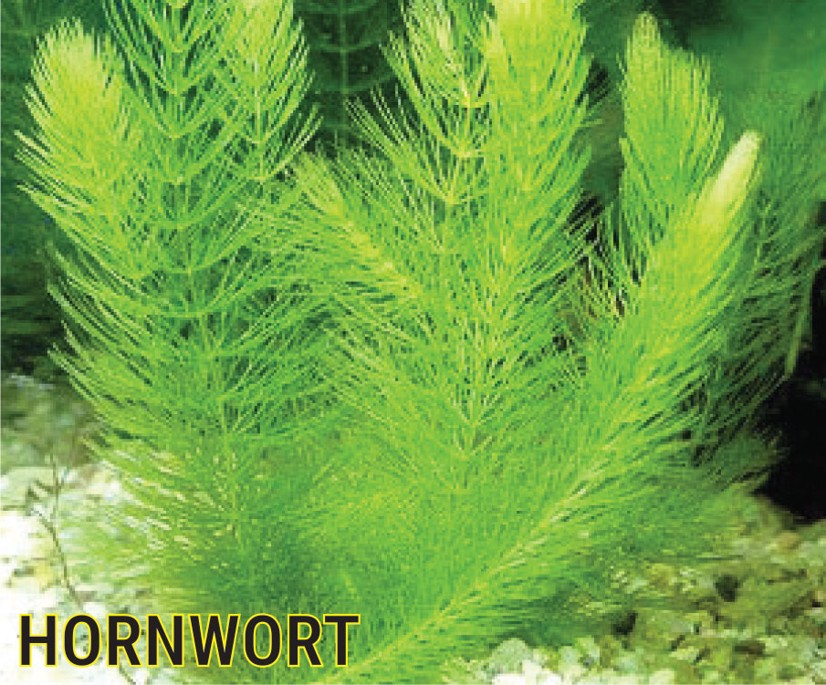 Hornwort is a non-rooting oxygenating pond plant that  helps prevent “pea soup” green water