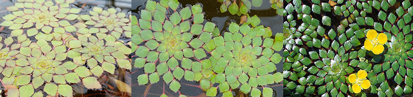 The Mosaic Plant floats on your water’s surface -  creating beautiful geometric patterns of 3-inch clusters with red & green, diamond-shaped leaves like a Mosaic Pattern. We carry these fascinating pond plants!