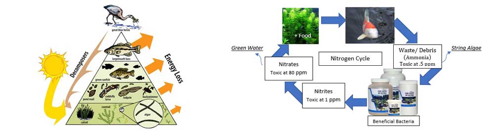 A Ecosystems Energy Pyramid & The Nitrogen Cycle