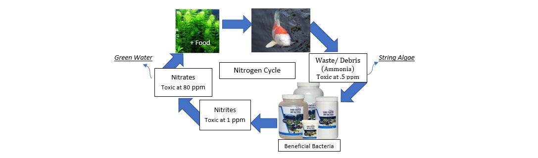 A Pond's Nitrogen Cycle