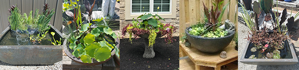 Hardy pond plants and fountain basins or other containers can make a wonderful container garden or patio pond - including fish!