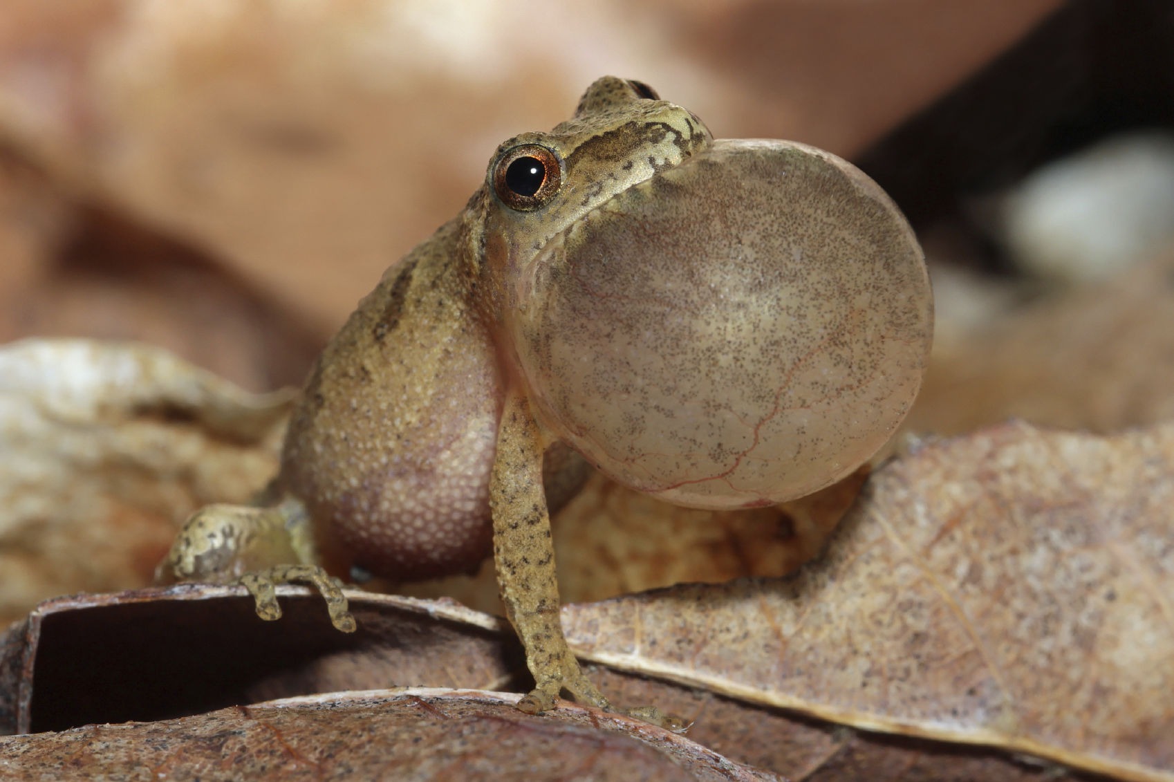 Sounds of Spring: Peeper Frogs