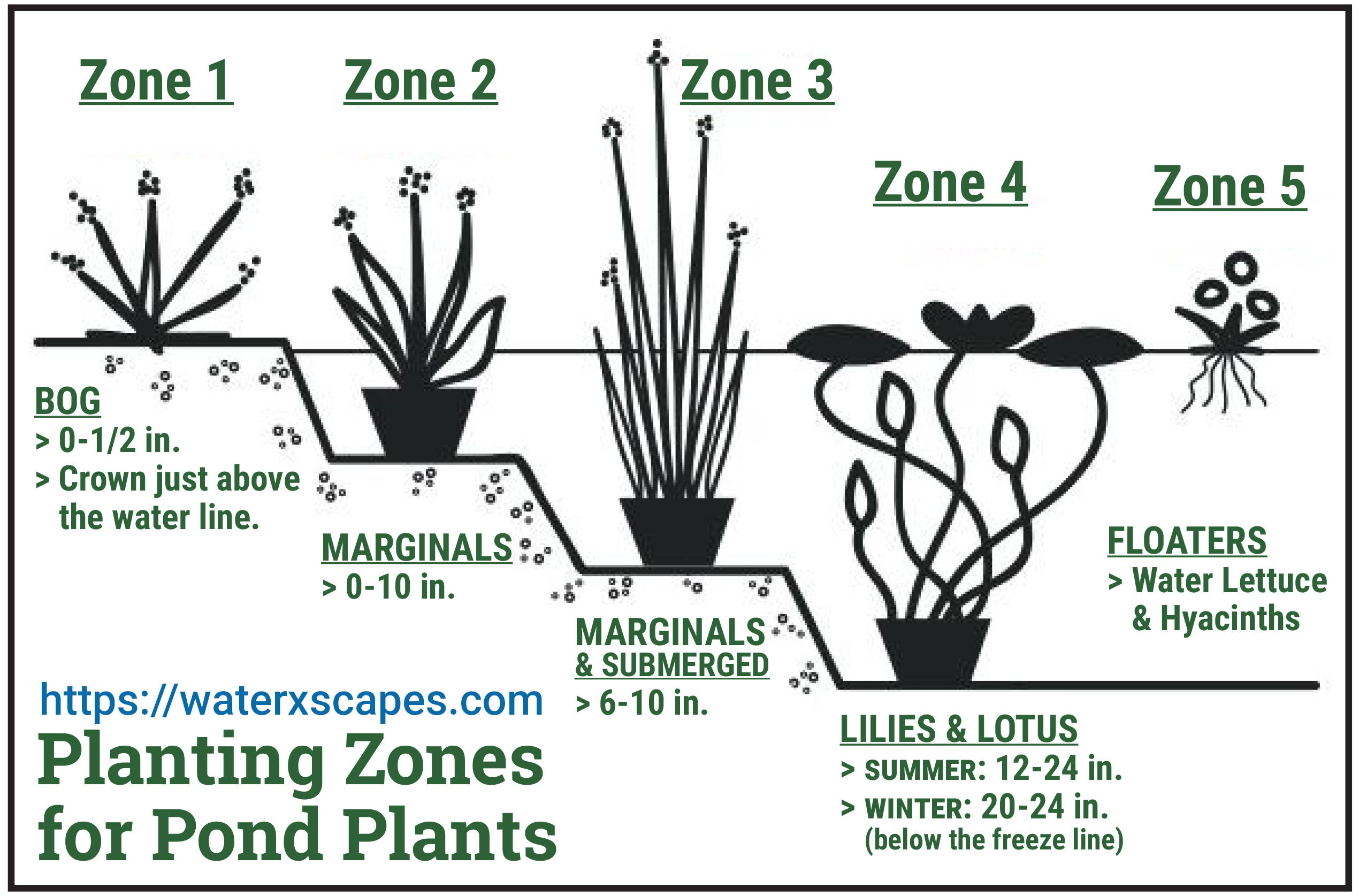 This Planting Zone diagram for pond plants will help you manage the placement of water lilies, lotus, marginals, bog, submerged and floating pond plants.