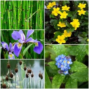 Pond plants both of the hardy pond plants veriety and the tropical variety help to provide shelter where pond fish can hide from airbourne predators.