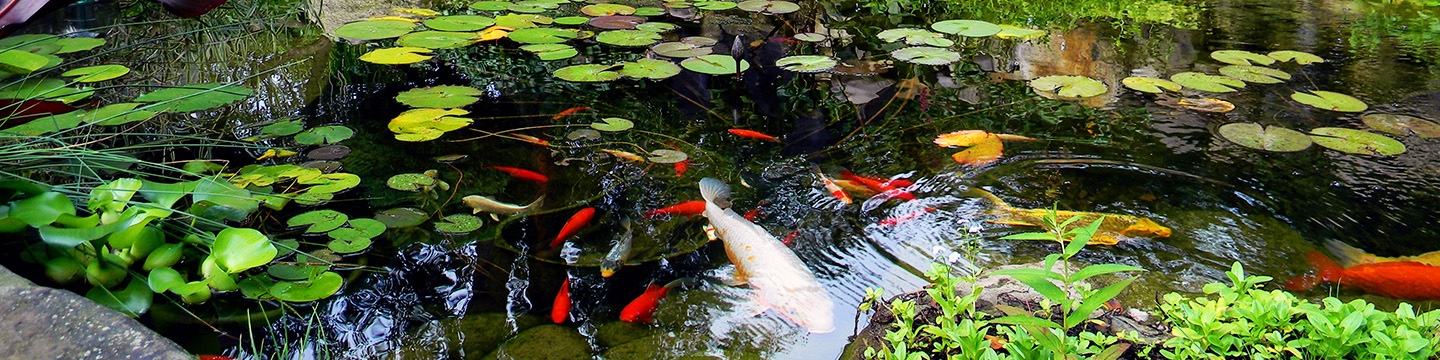 Life in a pond - pond fish, water lilies and other aquatic pond plants. 