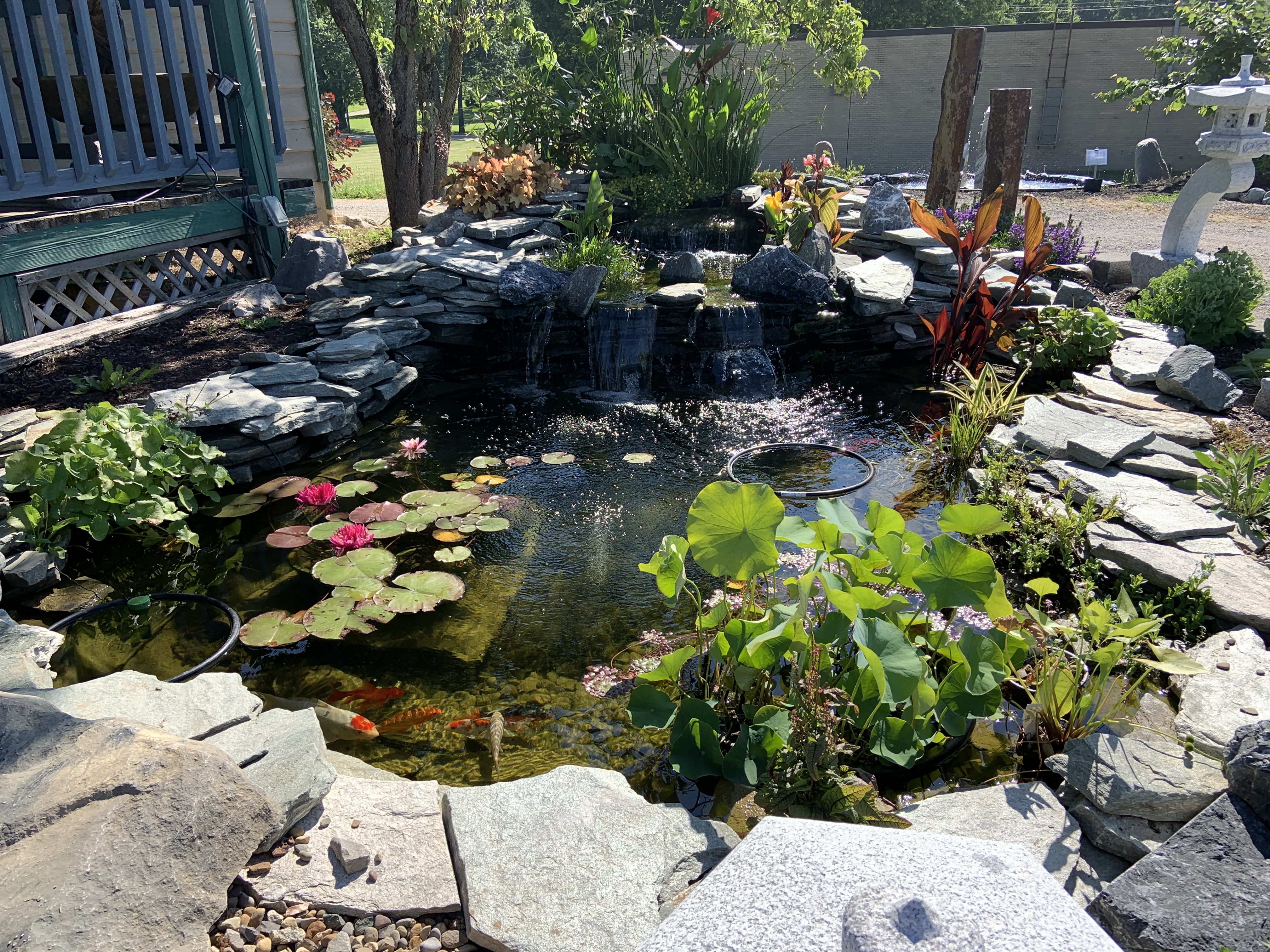 Pond with great plant coverage and hidden waterfall boxes.