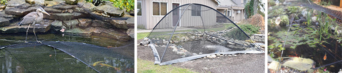 install pond netting to keep your koi safe from heron
