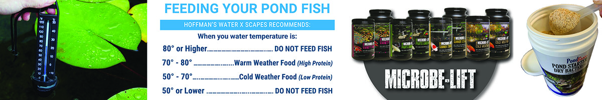 Pond Temperature & Fish Feeding