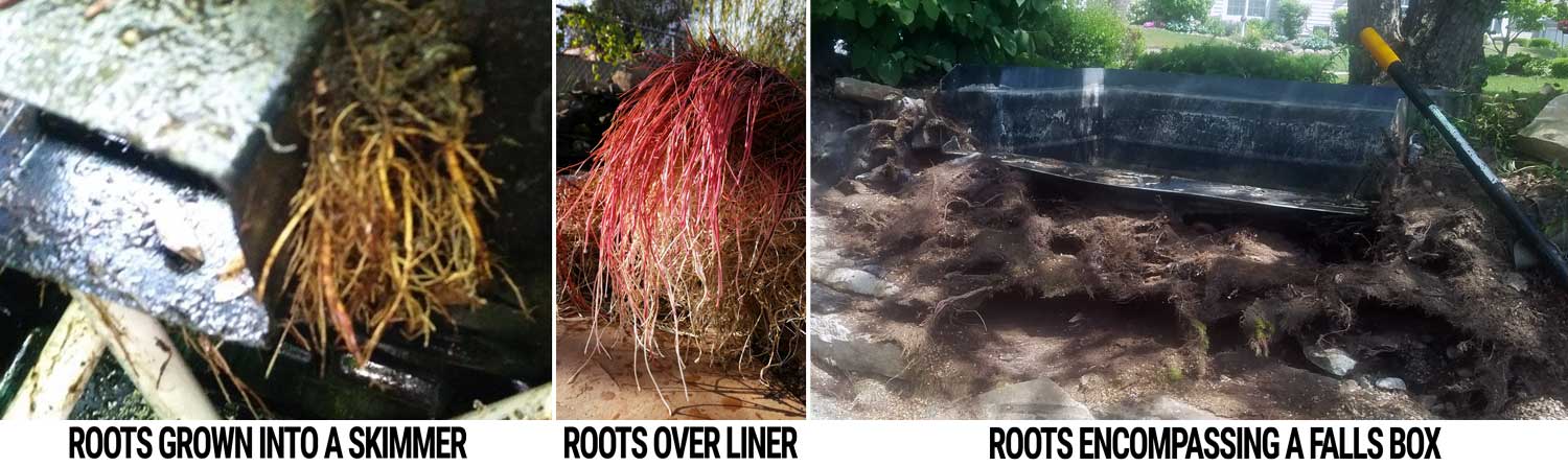sometimes tree roots are the cause of a 'lea' in your pond