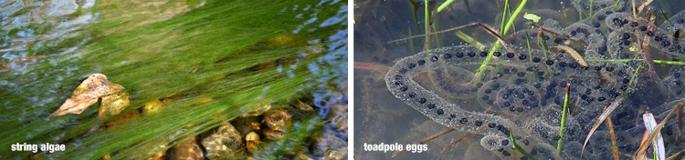 Sights of Spring in your Pond: String Algae & Toadpole eggs