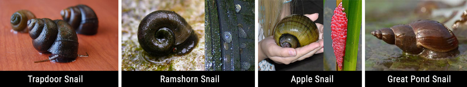 Are pond snails good for my pond? | Learn more about the types of snail in your pond.