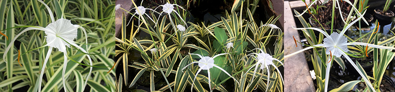 The Spider Lily is one of our most unique pond plants - with bright variegated leaves & delicate spider-like flowers. It blooms Mid-Summer and is aromatic.