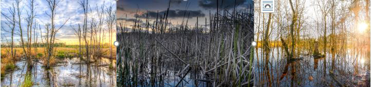 Swamp lands