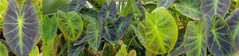 The Imperial Taro is also known as the ‘Elephant Ear’  and is one of the more regal pond plants available to beautify your pond naturally.