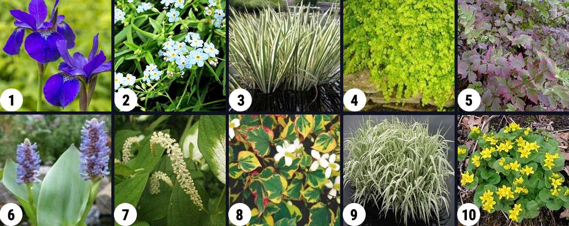 What Grows in Fens? (Types of Fen Plants) - Pond Informer