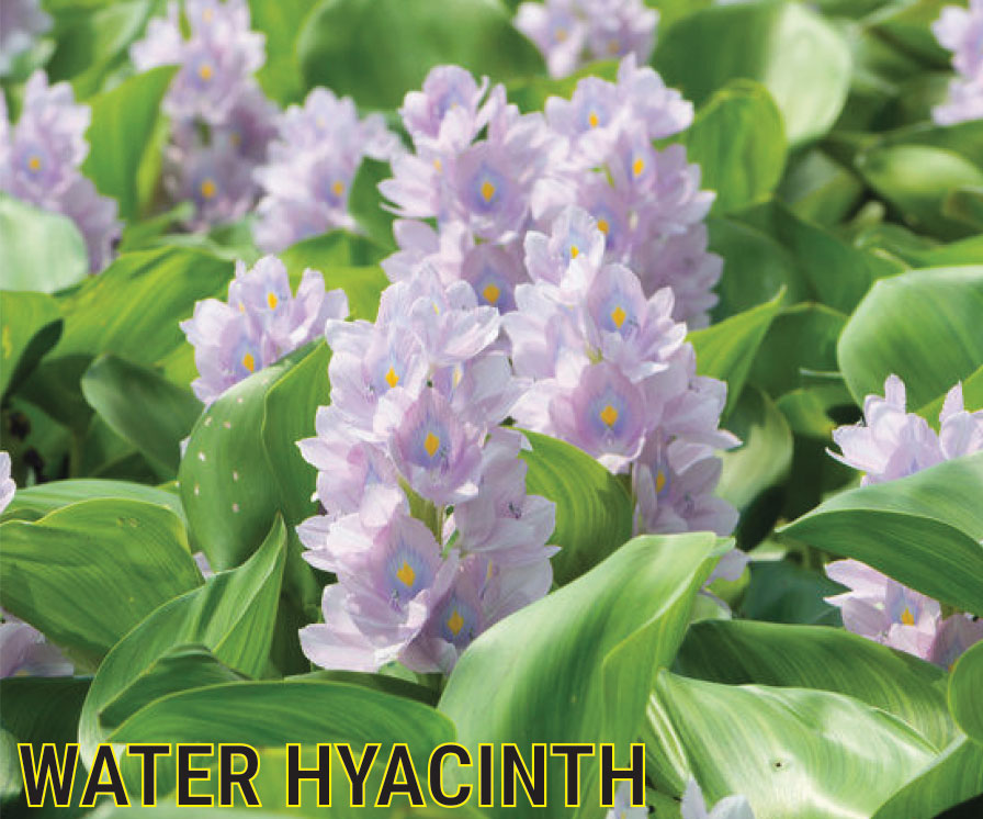 The Water Hyacinth has waxy, green leaves that are air-filled and even gets beautiful purple flower blossoms. Pond plants like it are available at Water X Scapes!