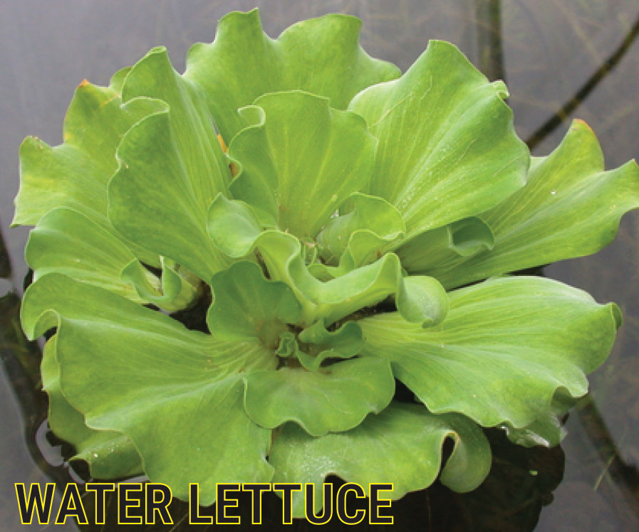 Water Lettuce is a a free floating pond plant that provides shelter for fish and absorbs excess nutrients from your pond water!